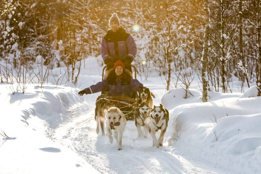 Rovaniemi: Daytime Husky Safari - Husky kennel arrival: meeting the dogs and learning to steer