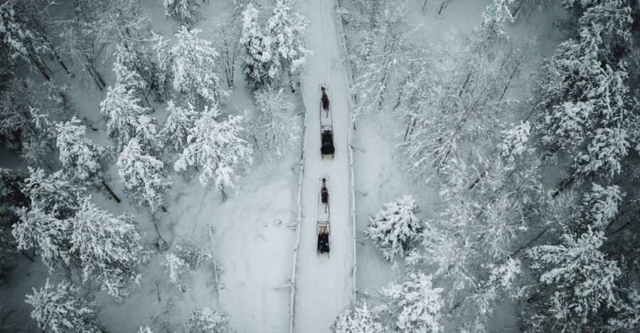 Rovaniemi: Daytime Reindeer Sleigh Ride - Key things to know before you go