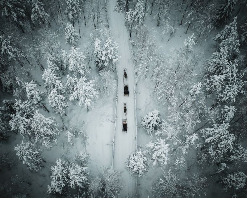 Rovaniemi: Daytime Reindeer Sleigh Ride - Where You Meet in Rovaniemi and How the Timing Works