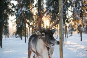 Rovaniemi: Daytime Reindeer Sleigh Ride - The Reindeer Farm Visit: Your First Look at Lapland Herder Life