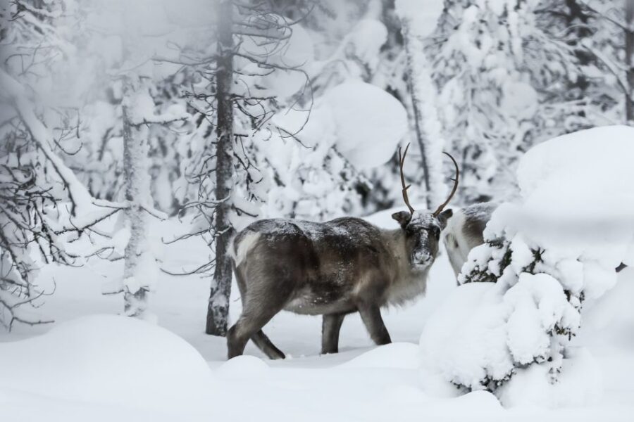 Rovaniemi: Daytime Reindeer Sleigh Ride - Climbing Into the Sleigh: What the 1.5 Kilometer Forest Ride Feels Like