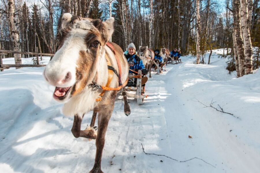 Rovaniemi: Daytime Reindeer Sleigh Ride - English Guide and Real-Time Flow: How the Experience Runs