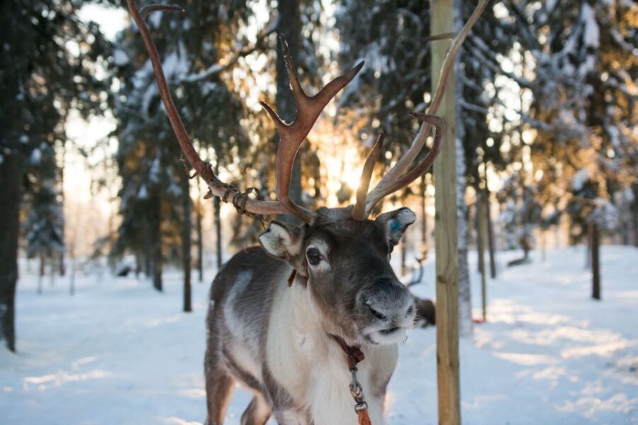 Rovaniemi: Daytime Reindeer Sleigh Ride - The Reindeer Farm Visit: Your First Look at Lapland Herder Life