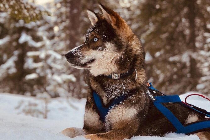 Rovaniemi: Drive Your Own Husky Team (6–10 km) & BBQ - Key things I’d plan around