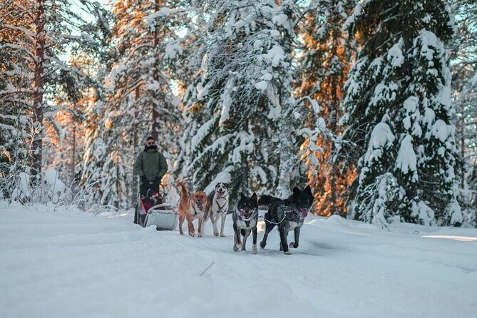 Rovaniemi: Drive Your Own Husky Team (6–10 km) & BBQ - The husky sled portion: driving your own team for 6–10 km