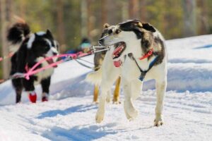 Rovaniemi: Drive Your Own Husky Team (6–10 km) & BBQ - Meeting the huskies: time to interact, not just a quick photo
