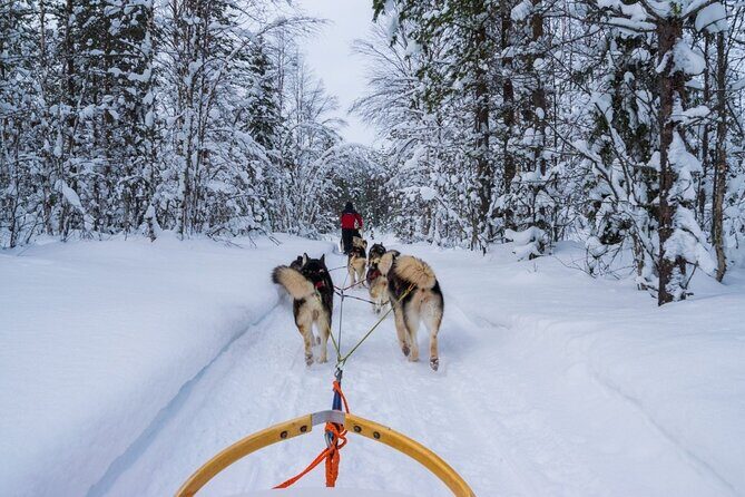 Rovaniemi: Drive Your Own Husky Team (6–10 km) & BBQ - Price and what makes it feel worth it