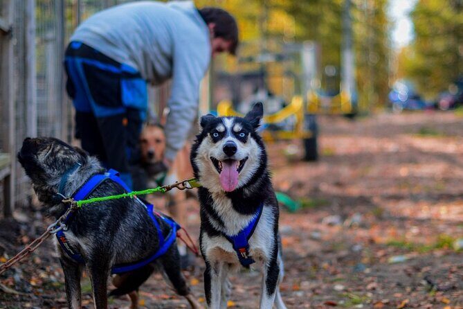 Rovaniemi: Drive Your Own Husky Team (Autumn) & BBQ - Quick facts that matter on this husky drive