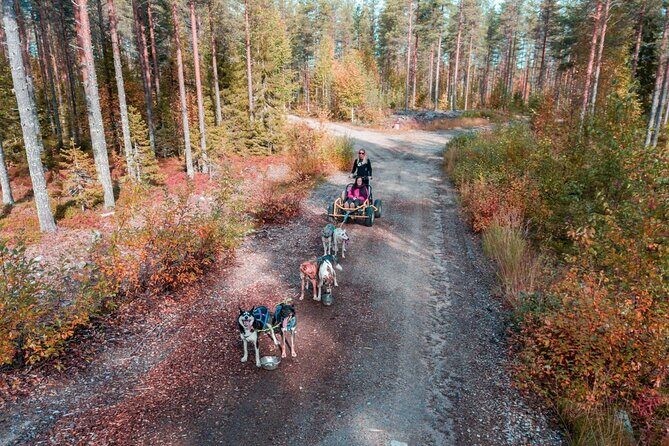 Rovaniemi: Drive Your Own Husky Team (Autumn) & BBQ - Autumn forest driving: when the scenery is at its best
