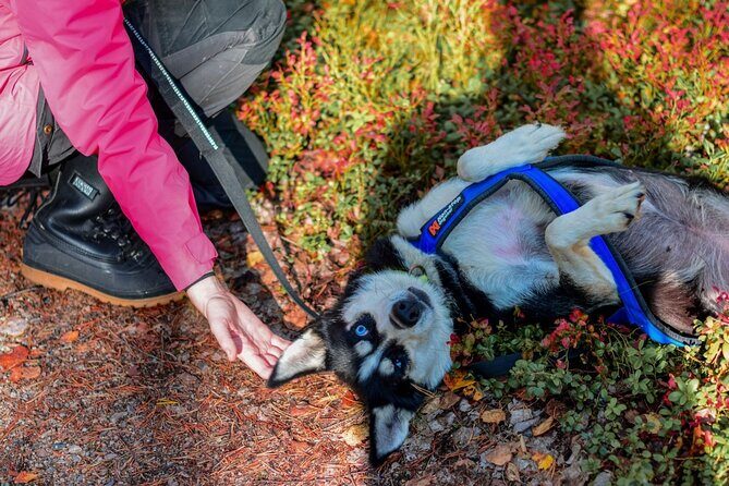Rovaniemi: Drive Your Own Husky Team (Autumn) & BBQ - Getting there in Rovaniemi: pickup, timing, and how the day flows