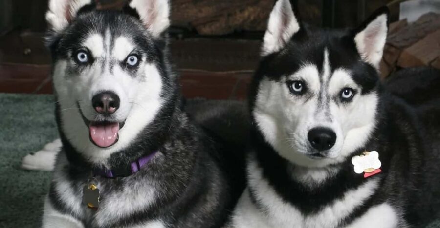 Rovaniemi: Family Friendly Husky Ride and Farm Visit - Key Points You Should Know