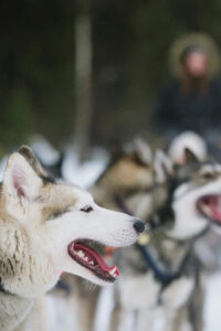 Rovaniemi: Family Friendly Husky Ride and Farm Visit - The husky farm welcome: the part that makes it feel humane