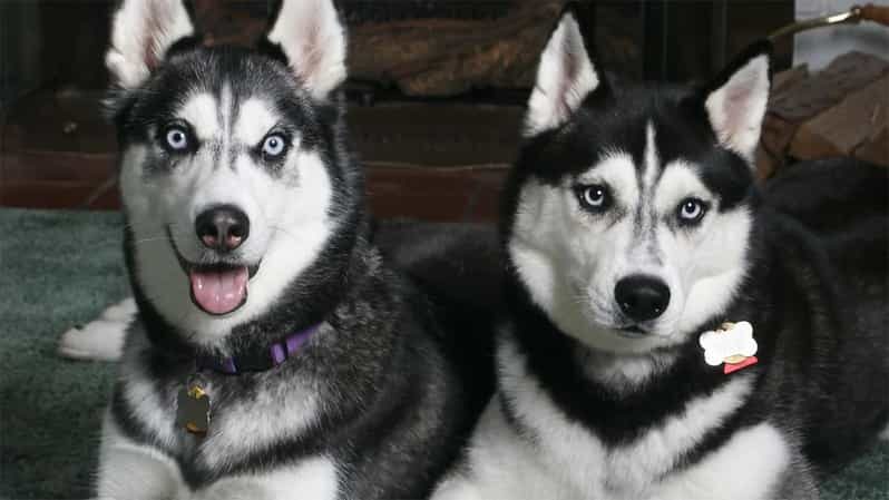 Rovaniemi: Family Friendly Husky Ride and Farm Visit - The 800m husky sled ride: why it feels short, and why it is still worth it