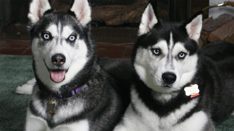 Rovaniemi: Family Friendly Husky Ride and Farm Visit - Who should book this husky farm experience (and who should skip it)