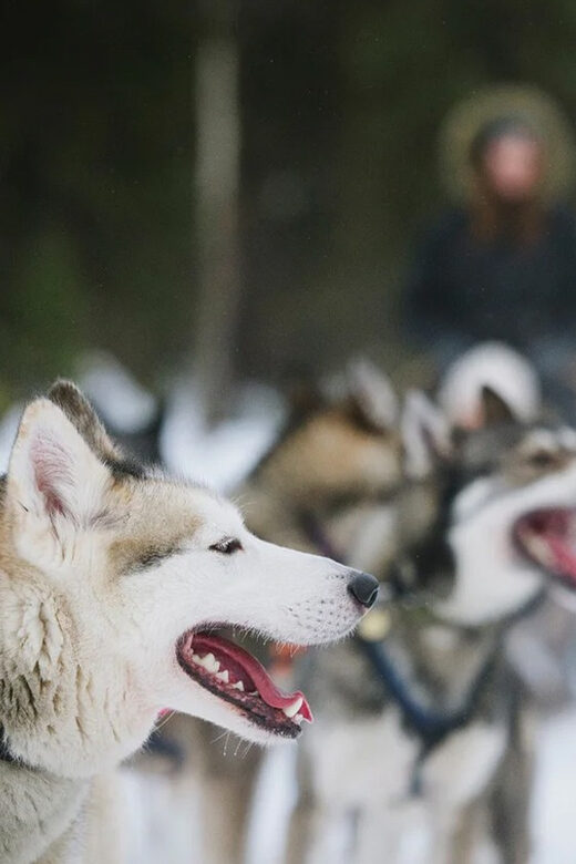 Rovaniemi: Family Friendly Husky Ride and Farm Visit - The husky farm welcome: the part that makes it feel humane