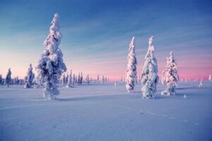 Rovaniemi: Half-Day Snowmobile & Ice Fishing Experience - Twin-Driving Snowmobiles Through the Nordic Forests