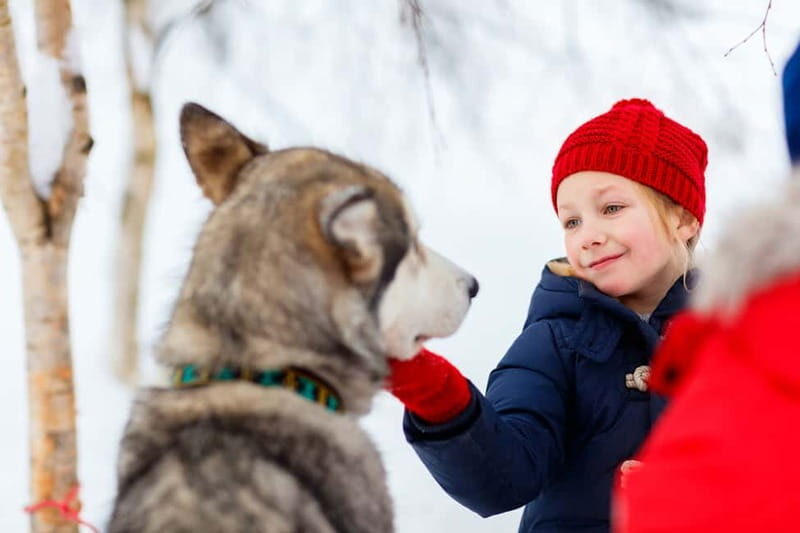 Rovaniemi: Husky Farm and Reindeer Experience - Huskies at the Alaskan Farm: Energy, Motion, and a Shared Ride