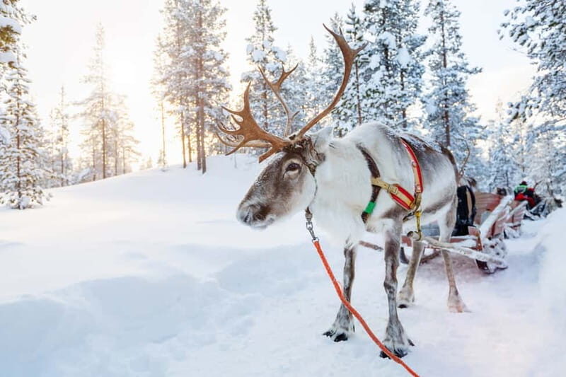 Rovaniemi: Husky Farm and Reindeer Experience - Santa Claus Village Free Time: Where to Spend It Wisely