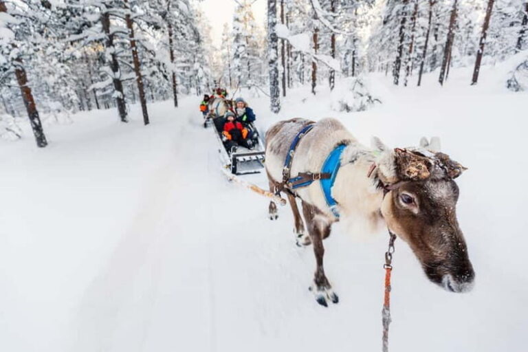 Rovaniemi: Husky Farm and Reindeer Experience - Meeting Points and Getting Dressed for the Cold