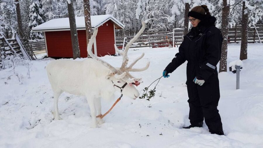 Rovaniemi: Husky Farm and Reindeer Experience - Price and Value: Is $185 Reasonable for 4 Hours?