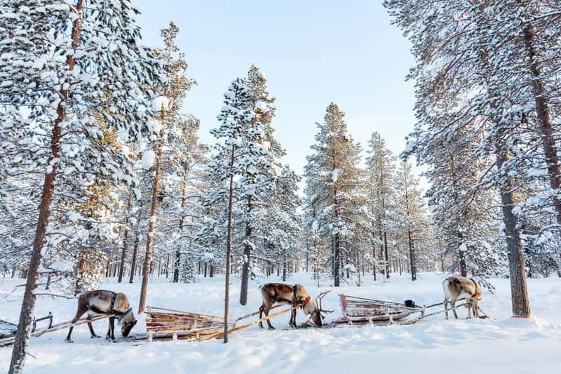 Rovaniemi: Husky Farm and Reindeer Experience - Who This Tour Best Fits