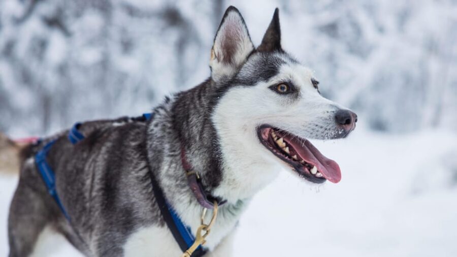 Rovaniemi: Husky Farm Visit with a Sledge Ride - Key Things I’d Watch For
