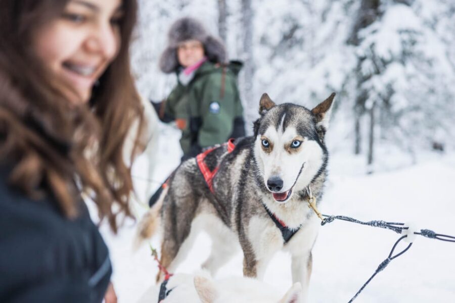 Rovaniemi: Husky Farm Visit with a Sledge Ride - Getting There: Santa Claus Village vs. Rovaniemi City Office