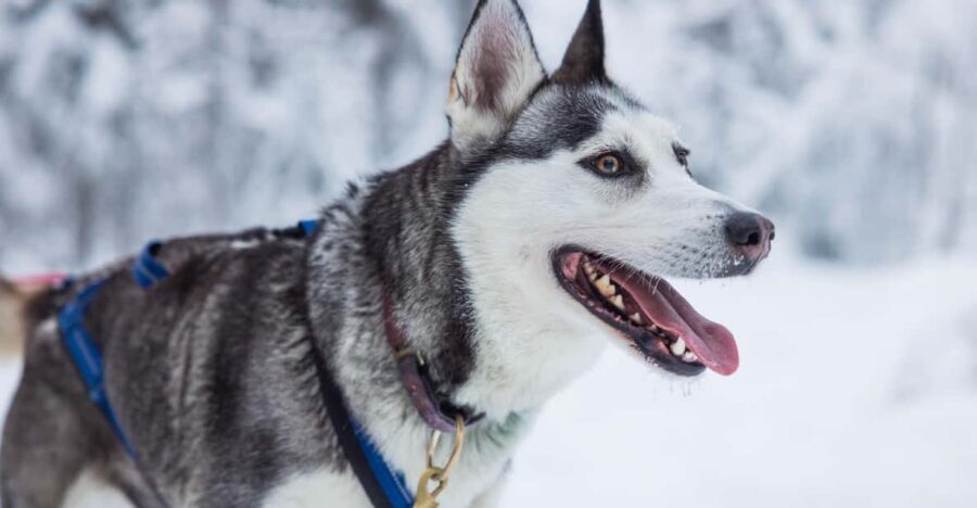 Rovaniemi: Husky Farm Visit with a Sledge Ride - The Warm-Up Huts: Drinks, Cookies, and Small Comfort Wins