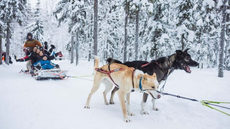 Rovaniemi: Husky & Reindeer Experience with Snowmobile Ride - Husky sleigh ride: high energy, brief distance, great interaction