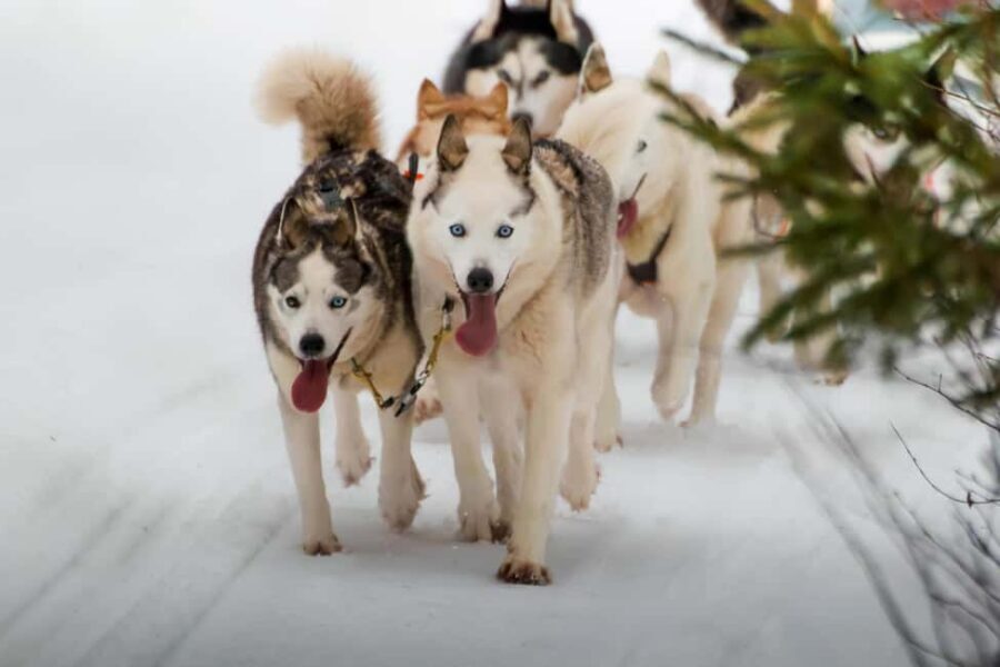 Rovaniemi: Husky Safari & Campfire BBQ – 6‑10 km Self‑Drive - Key things to know before you go