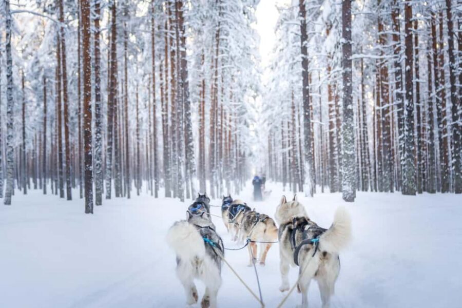 Rovaniemi: Husky Safari & Campfire BBQ – 6‑10 km Self‑Drive - Who this tour suits (and who might not love it)