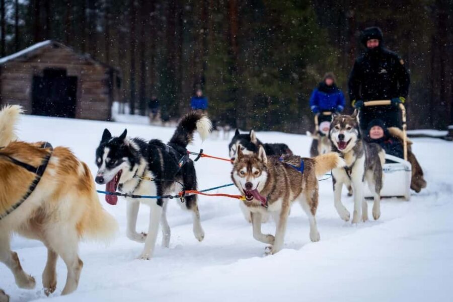 Rovaniemi: Husky Safari & Campfire BBQ – 6‑10 km Self‑Drive - Rovaniemi Husky Safari: 6–10 km of self-driving mushing