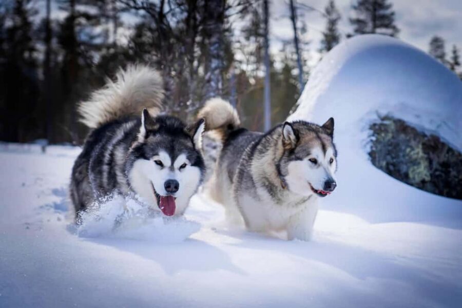 Rovaniemi: Husky Safari & Campfire BBQ – 6‑10 km Self‑Drive - Self-driving rules that keep it safe (and make you feel in charge)