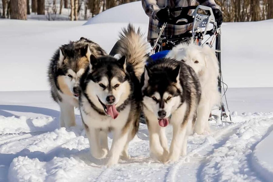 Rovaniemi: Husky Safari & Campfire BBQ – 6‑10 km Self‑Drive - Photography moments: where the best shots usually happen
