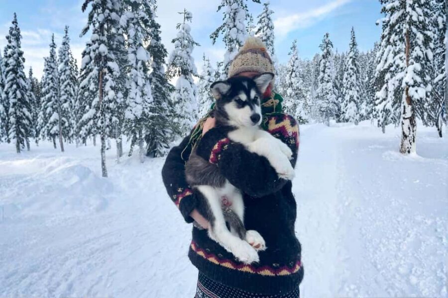 Rovaniemi: Husky Safari & Campfire BBQ – 6‑10 km Self‑Drive - Campfire BBQ in a warm hut: the perfect reset