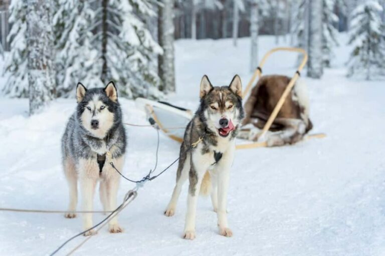 Rovaniemi: Husky Safari & Campfire BBQ – 6‑10 km Self‑Drive - Getting picked up and fitted: what happens before the dogs