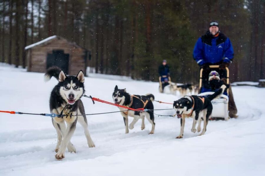 Rovaniemi: Husky Safari & Campfire BBQ – 6‑10 km Self‑Drive - The huskies: friendly, handled well, and a real highlight