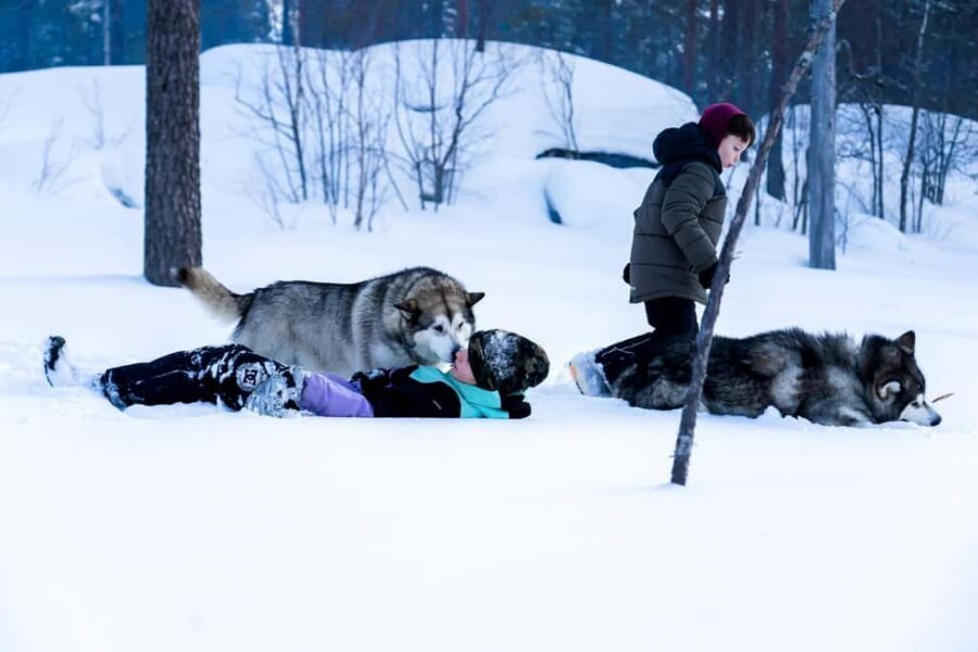 Rovaniemi: Husky Safari & Campfire BBQ – 6‑10 km Self‑Drive - Price and value: is $294 per person fair?