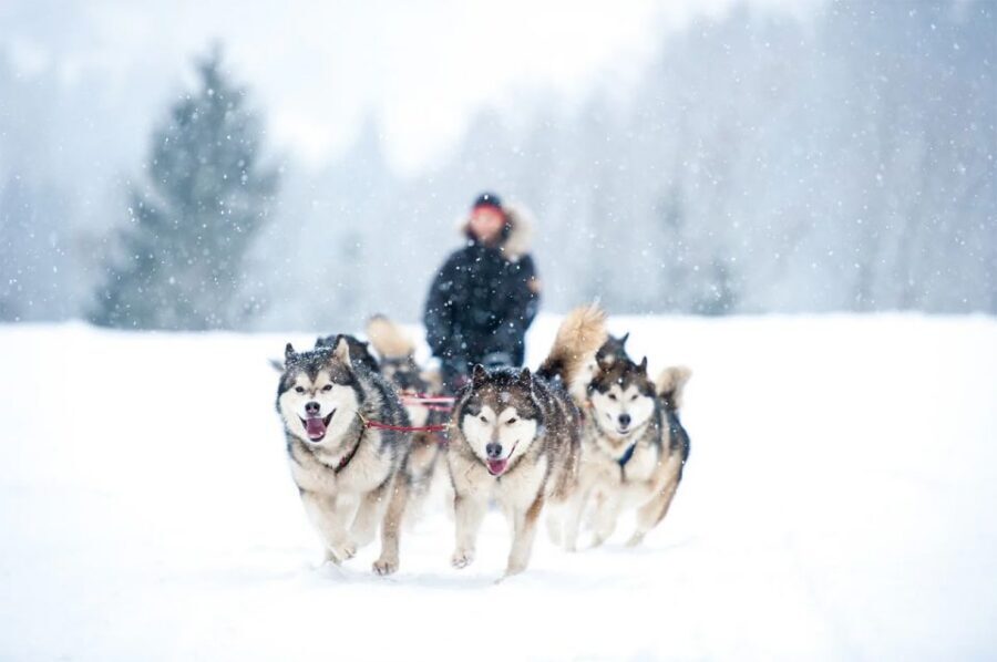 Rovaniemi: Husky Safari on a Snowy Trail - Entering Rovaniemi’s Husky World at a Traditional Farm