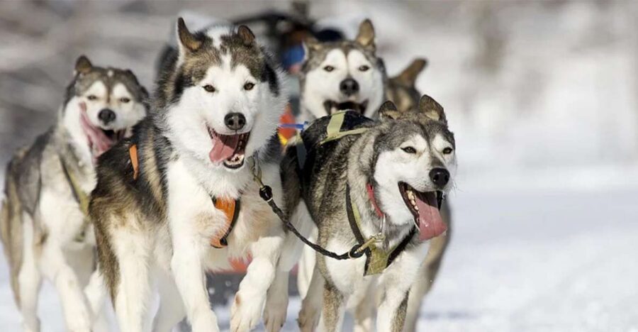 Rovaniemi: Husky Safari on a Snowy Trail - The 3.5-Hour Schedule and Where the Time Goes