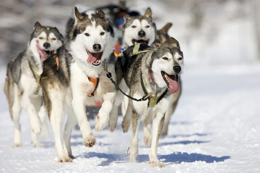 Rovaniemi: Husky Safari on a Snowy Trail - Sled-Driving Basics: What You’ll Do Besides Hold On