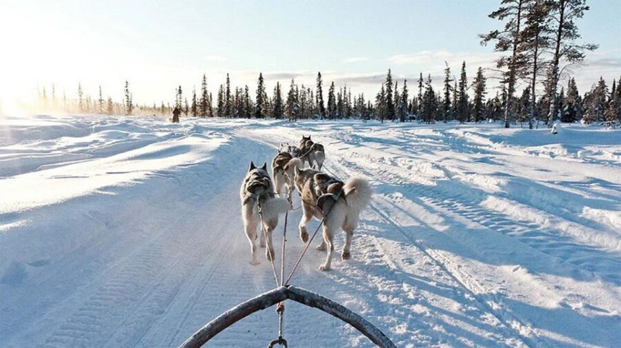 Rovaniemi: Husky Safari on a Snowy Trail - Husky Stories That Give the Ride Meaning