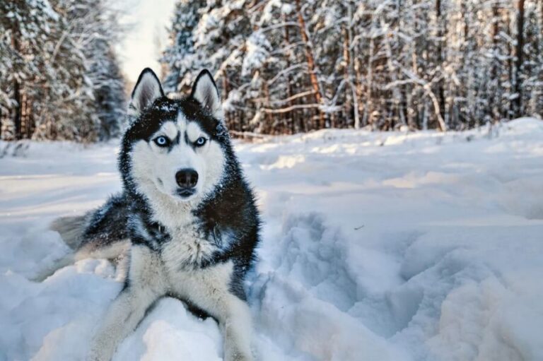 Rovaniemi: Husky Safari on a Snowy Trail - Riding With Your Own Husky Team on a ~10km Trail