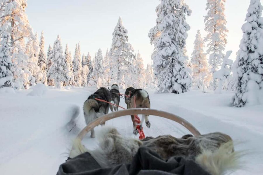 Rovaniemi: Husky Sled Ride and Farm Visit - Key details that matter before you go