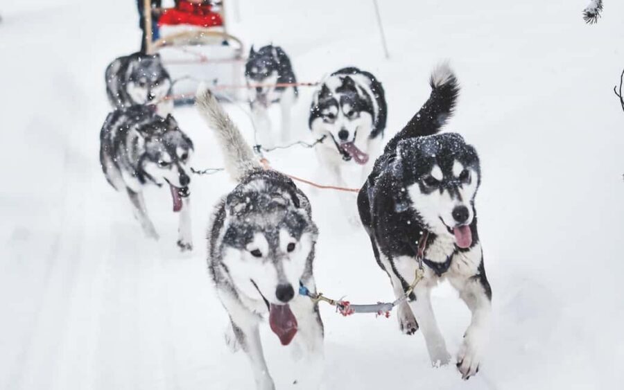 Rovaniemi: Husky Sled Ride and Farm Visit - Rovaniemi husky time: why this feels real