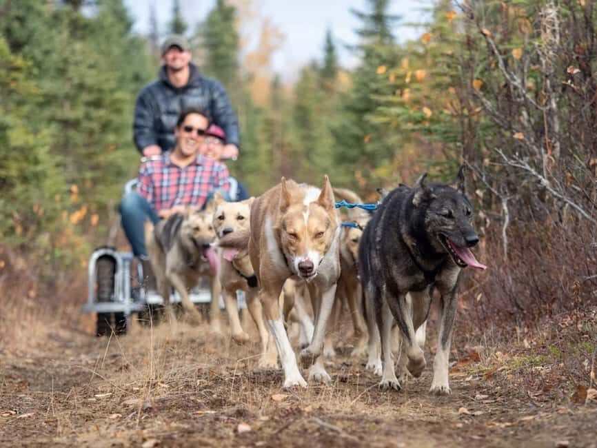 Rovaniemi: Husky Sled Ride and Farm Visit - Meeting the dogs: pets, photos, and husky personality
