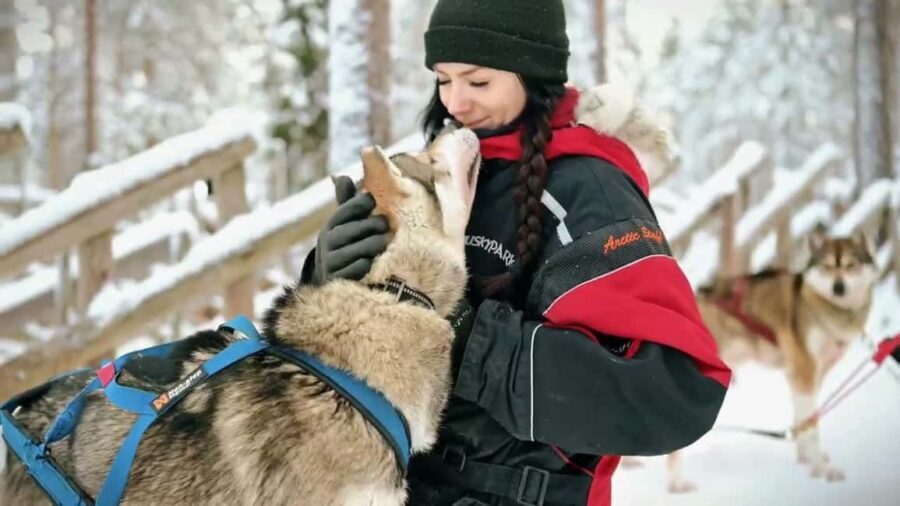 Rovaniemi: Husky Sled Ride and Farm Visit - The heated hut storytime: caring for huskies in Lapland