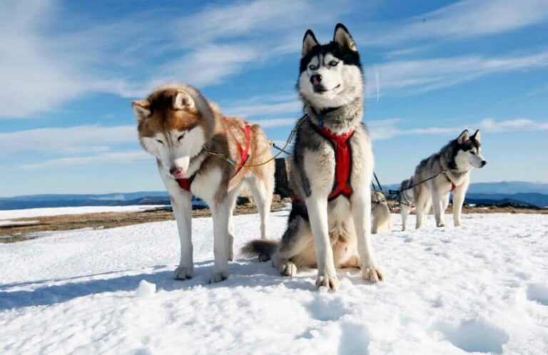 Rovaniemi: Husky Sled Ride and Farm Visit - Getting picked up in central Rovaniemi (and what to expect)