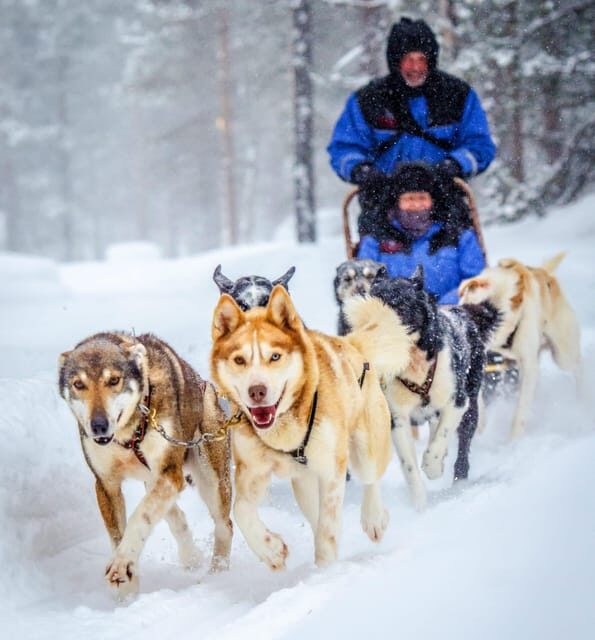 Rovaniemi: Husky Sled Ride and Farm Visit - Price and value: what $117 buys in 2 hours