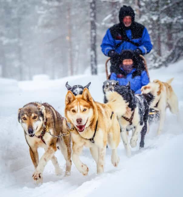 Rovaniemi: Husky Sled Ride and Farm Visit - Getting picked up in central Rovaniemi (and what to expect)